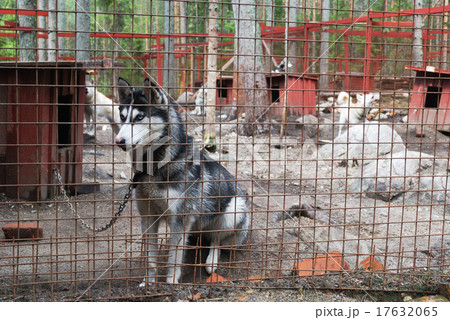 sad and tearful dog in captivity 17632065