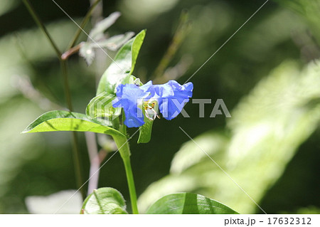 ツユクサ ツユクサ 17632312