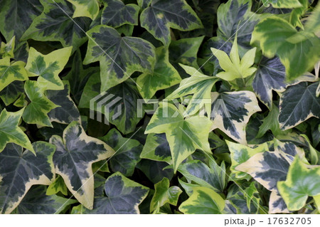 アイビー 17632705