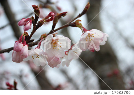 桜 17632706