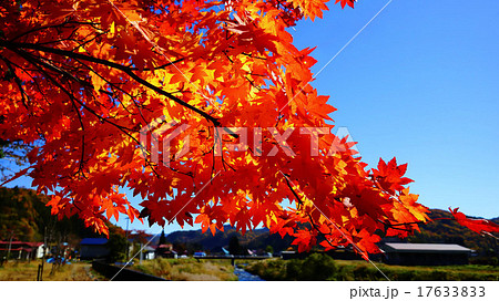 紅葉 紅葉 17633833