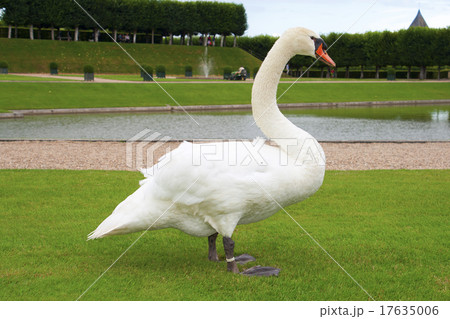White swan on the grass 17635006