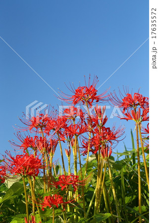 彼岸花(津屋川) 彼岸花(津屋川) 17635572