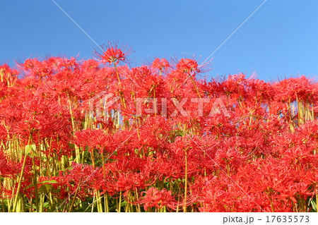 彼岸花（津屋川） 17635573