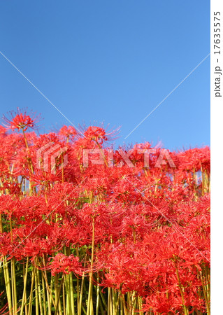 彼岸花（津屋川） 17635575