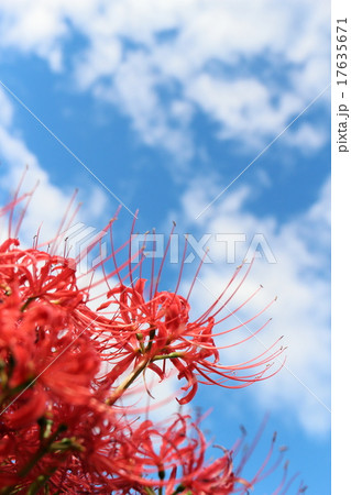 里山の秋　美野沢～彼岸花 17635671