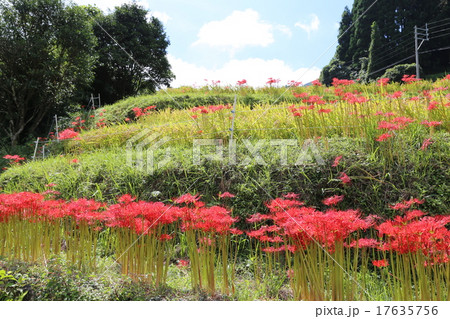 棚田と彼岸花の写真 棚田と彼岸花の写真 17635756