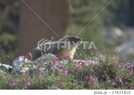 セコイア国立公園のマーモット 17635810
