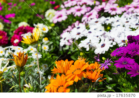 multicolored flowers Chrysanthemum 17635870