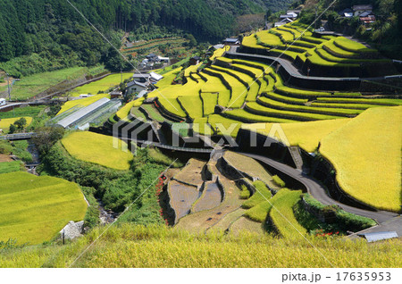 収穫を迎えて黄金色に光る貝ノ川の棚田 17635953