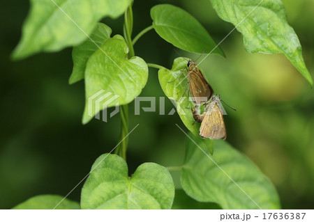 オオチャバネセセリ オオチャバネセセリ 17636387