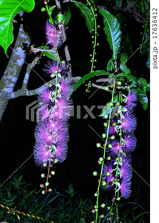 沖縄　さがりばな 17636412