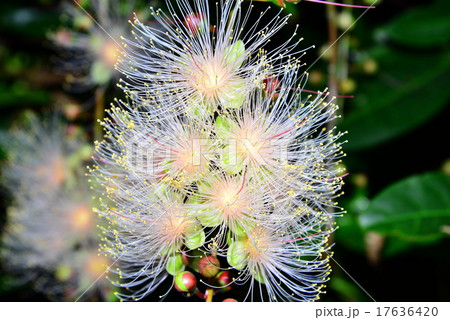 沖縄 さがりばなの写真素材