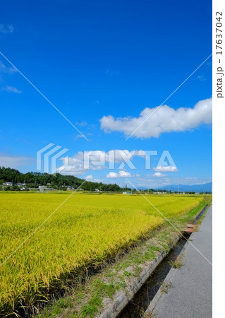 秋の実り (62) 秋の実り (62) 17637042