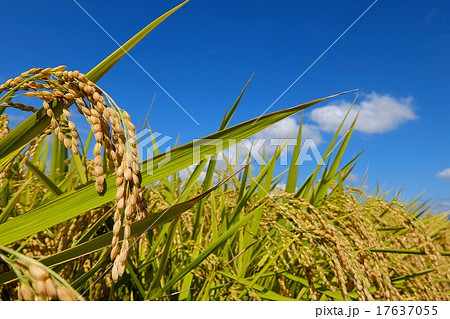 秋の実り (75) 秋の実り (75) 17637055