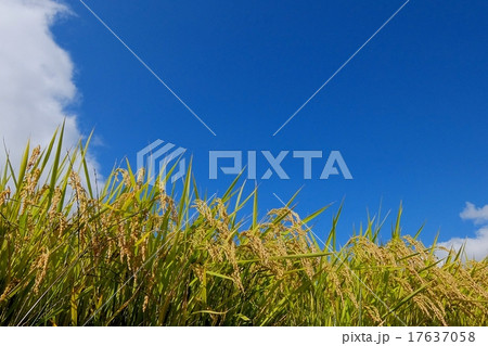 秋の実り (78) 秋の実り (78) 17637058