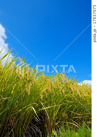 秋の実り (88) 秋の実り (88) 17637075