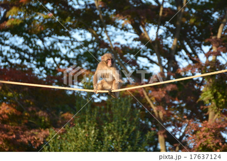 猿の綱渡り 猿の綱渡り 17637124