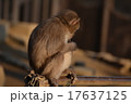 猿 17637125