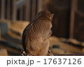 猿 17637126