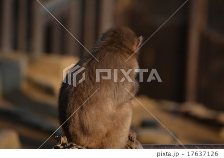 猿 17637126