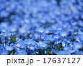 ネモフィラ 17637127