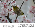 梅とメジロ 17637128