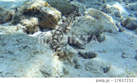 オオイカリナマコ 17637252