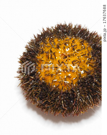 蝦夷馬糞海胆 17637688