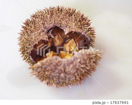 殻を割った蝦夷馬糞海胆 17637691