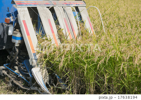 「マンゲツモチ」の収穫（コンバインによる稲刈り） 17638194