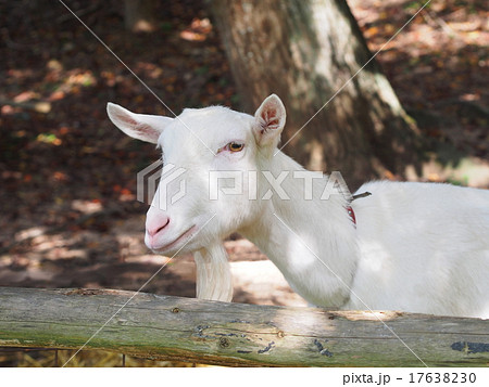 やぎ やぎ 17638230