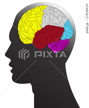 humen and brain humen and brain 17638454