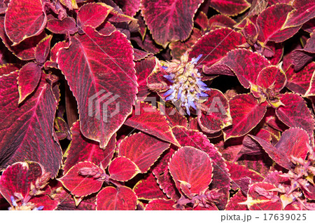 Coleus flower in autumn Coleus flower in autumn 17639025