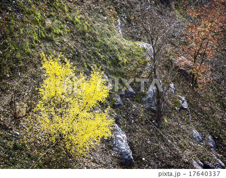 Colorful autumn trees and rocks Colorful autumn trees and rocks 17640337