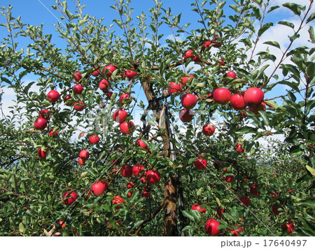 リンゴの木（北海道旭川市） 17640497