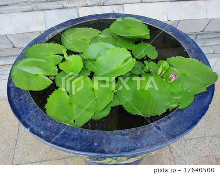 ワットアルンのハス ワットアルンのハス 17640500