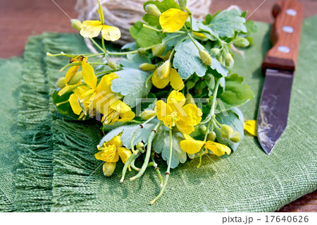 Celandine with knife on board 17640626