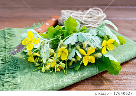 Celandine with knife and twine on board 17640627