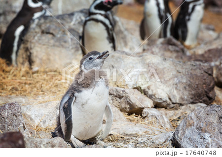 Penguin 17640748
