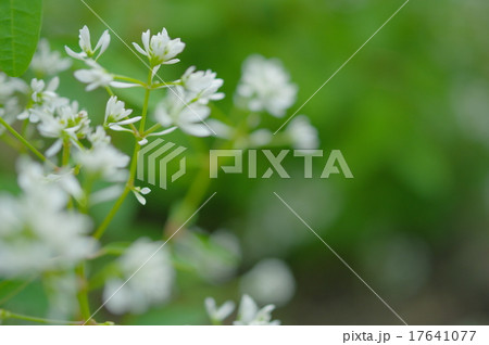 ユーフォルビア:ダイアモンドスター ユーフォルビア:ダイアモンドスター 17641077