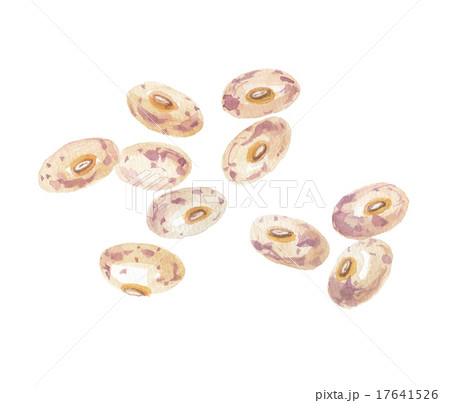 うずら豆 17641526