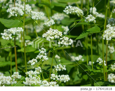 そばの花 17641818