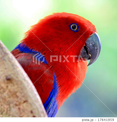Parrot Parrot 17641959