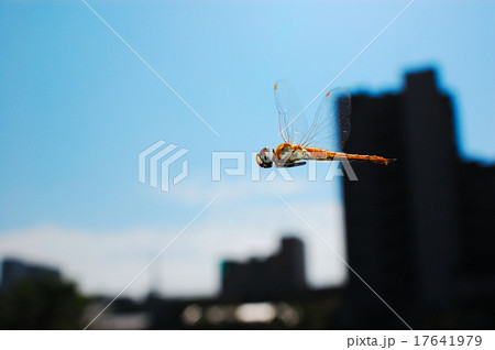 ウスバキトンボの飛翔 ウスバキトンボの飛翔 17641979