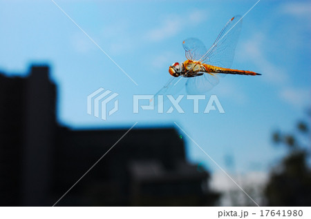 ウスバキトンボの飛翔 ウスバキトンボの飛翔 17641980