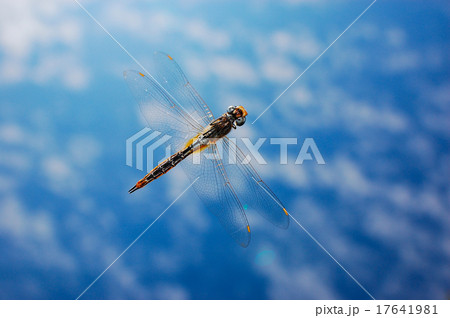 ウスバキトンボの飛翔 17641981