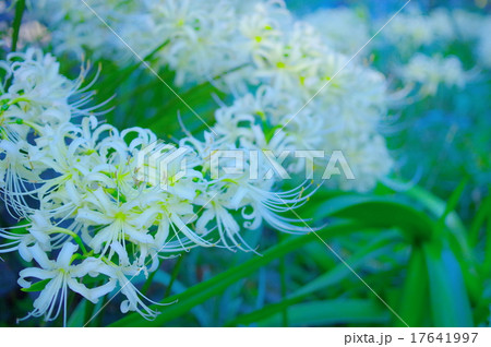 白花曼珠沙華の花壇 17641997