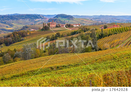Vineyards of Piedmont in autumn. Vineyards of Piedmont in autumn. 17642028