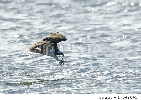 ミサゴ ミサゴ 17642045